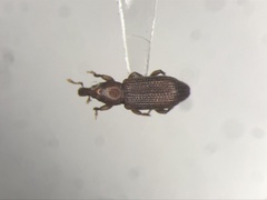 Carphonotus testaceus