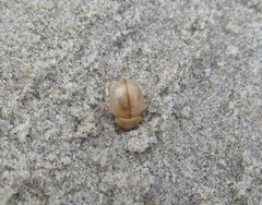 Chaerodes trachyscelides