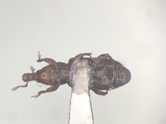 Carphonotus testaceus