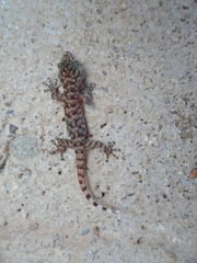 Phyllodactylus homolepidurus