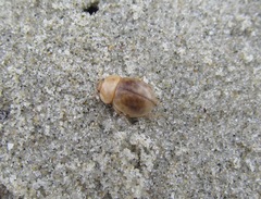 Chaerodes trachyscelides