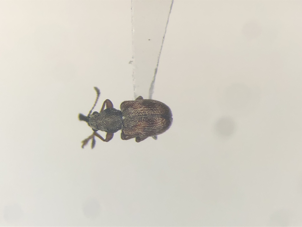 Auletobius cassandrae