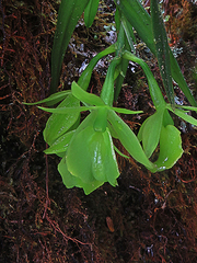 Epidendrum cardenasii