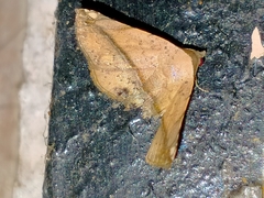Eublemma abrupta