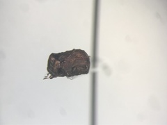 Neochlamisus cribripennis