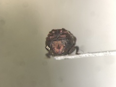 Neochlamisus cribripennis