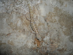 Phyllodactylus homolepidurus