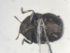 Neochlamisus cribripennis