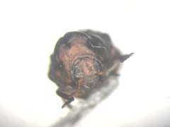 Neochlamisus cribripennis