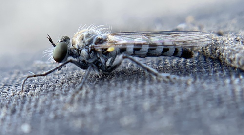 iNaturalist observation photo of Martin Bandit