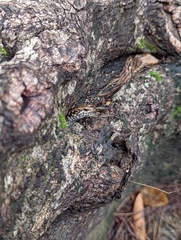 Concinnia tenuis