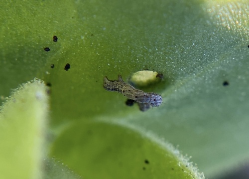 iNaturalist observation photo of Butterflies and Moths