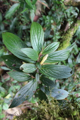 Columnea verecunda