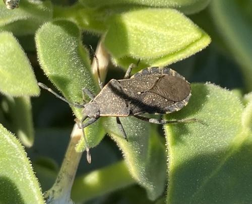 iNaturalist observation photo of Catorhintha
