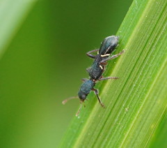 Tarsostenodes simulator
