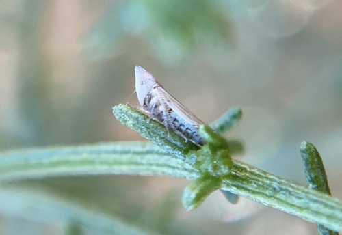 iNaturalist observation photo of Scaphytopius