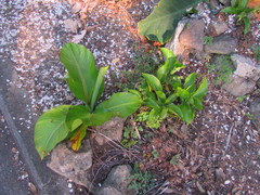 Ensete