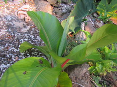Ensete