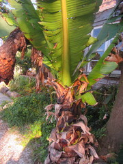 Ensete