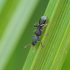 Tarsostenodes simulator