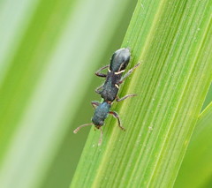 Tarsostenodes simulator