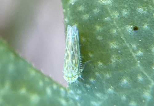 iNaturalist observation photo of Hebata