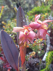 Epidendrum monzonense