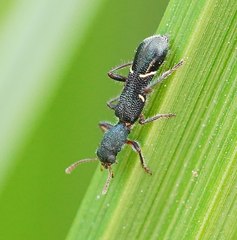 Tarsostenodes simulator