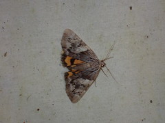 Catocala blandula