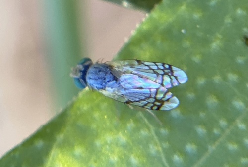 iNaturalist observation photo of Trupanea imperfecta