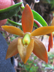 Epidendrum marsupiale