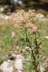 Pluchea salicifolia