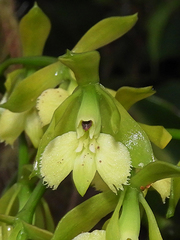 Epidendrum mesomicron