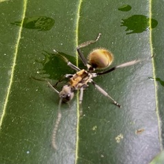 Polyrhachis militaris