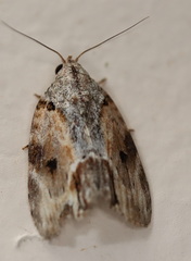 Etanna breviuscula