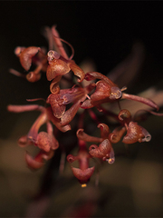 Epidendrum obliquum
