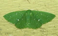 Prasinocyma iosticta