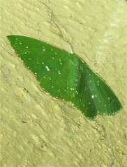 Prasinocyma iosticta