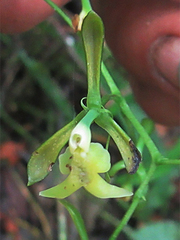 Epidendrum paniculourubambense