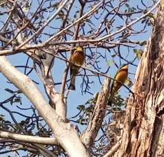 Merops lafresnayii