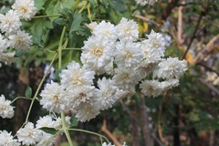 Montanoa bipinnatifida