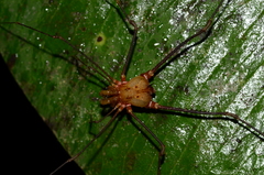 Ventrivomer ancyrophorus