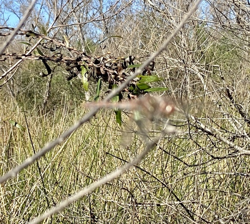 iNaturalist observation photo of Variegated Meadowhawk