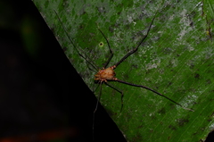 Ventrivomer ancyrophorus