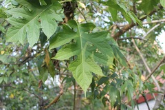 Montanoa bipinnatifida