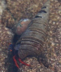 Pagurus edwardsii