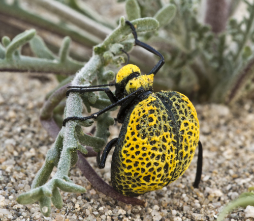 Cysteodemus armatus