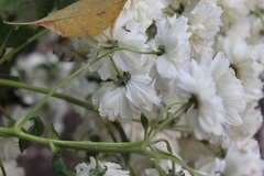 Montanoa bipinnatifida