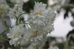 Montanoa bipinnatifida