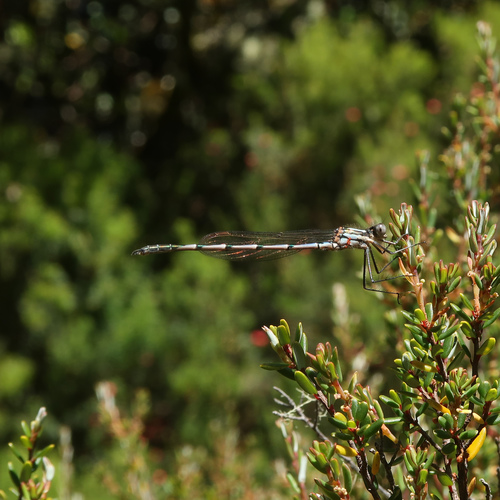 Blue Ringtail photo 4